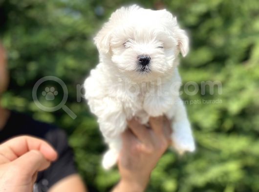 Orji̇nal Maltese Terri̇er Bebekleri̇mi̇z