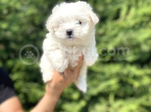 Orji̇nal Maltese Terri̇er Bebekleri̇mi̇z görsel