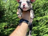 Merle Özel Renk French Bulldog Bebeği̇mi̇z