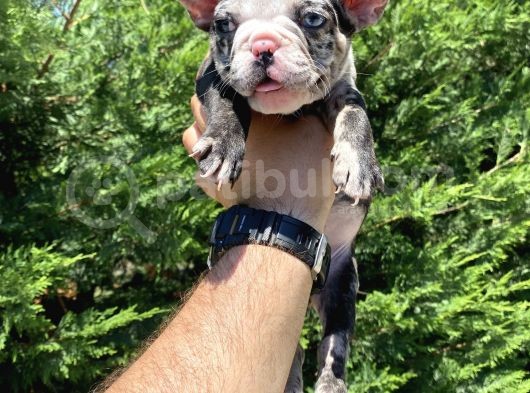 Merle Özel Renk French Bulldog Bebeği̇mi̇z görsel