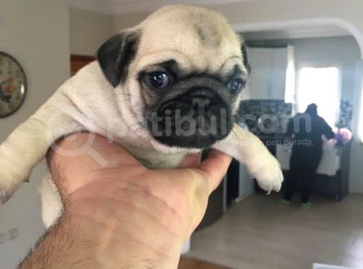 Safkan Bebi̇şler Hazir görsel