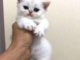 2 Aylık Erkek British Kedi