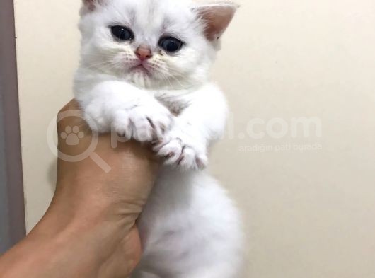 2 Aylık Erkek British Kedi