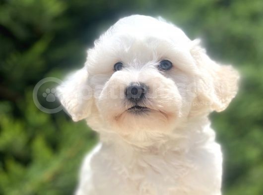 Özel Malti̇poo Bebekleri̇mi̇z görsel