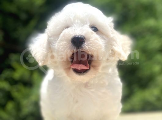 Özel Malti̇poo Bebekleri̇mi̇z görsel