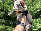 Merle Özel Renk French Bulldog Bebeği̇mi̇z