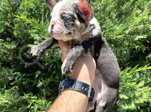 Merle Özel Renk French Bulldog Bebeği̇mi̇z görsel