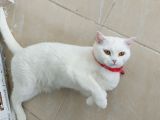 Pamuk