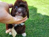 Ruhsatlı Üretim Çiftliğimizden Maltipoo Yavrular