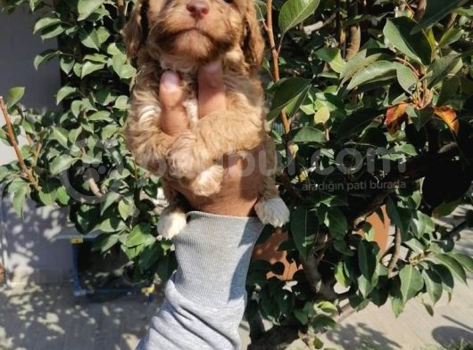 Ruhsatlı Üretim Çiftliğimizden Maltipoo Yavrular görsel