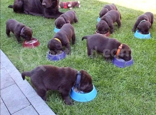 Çikolata Labrador Isteyenler Için Gerçek Kalite! görsel