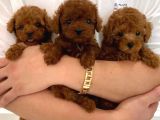 Ruhsatlı Çiftliğimizden Garantili Üretim Orjinal Toy Poodle