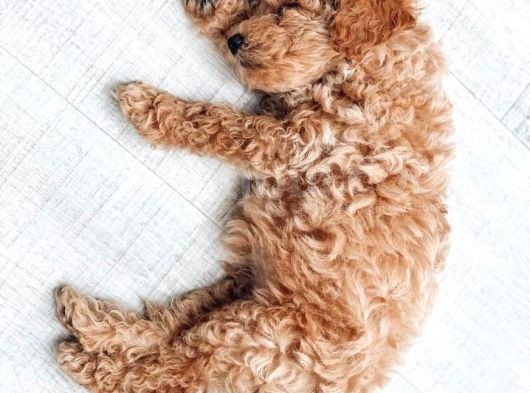 Ruhsatlı Çiftliğimizden Garantili Üretim Orjinal Toy Poodle görsel