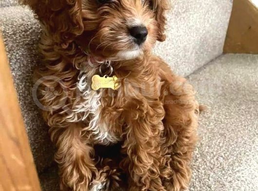 Ruhsatlı Çiftliğimizden Garantili Üretim Orjinal Toy Poodle görsel