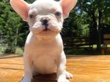 Özel Mavi̇ Gözlü French Bulldog Bebeği̇mi̇z
