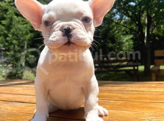 Özel Mavi̇ Gözlü French Bulldog Bebeği̇mi̇z görsel