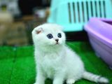 Küt Kafa Si̇lver Scotti̇sh Fold