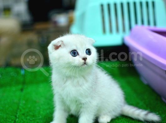 Küt Kafa Si̇lver Scotti̇sh Fold görsel