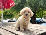 Safkan Toy Poodle Yavrular