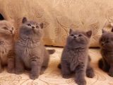 Safkan British Shorthair
