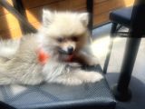 Teddy Face Pomeranian Boo & Erkek 3 Aylık