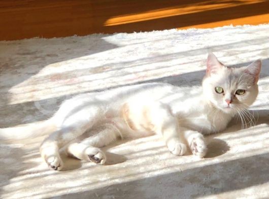 Silver Ns11 Full Secereli Dişi Uygun görsel
