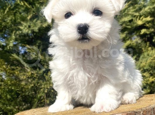 Gerçek Maltese Terri̇er Bebekler görsel