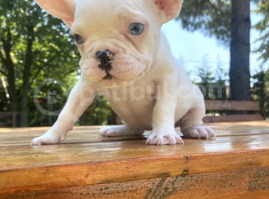 Mavi̇ Gözlü Lekesi̇z French Bulldog Yavrumuz görsel