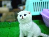 Küt Kafa Si̇lver Scotti̇sh Fold