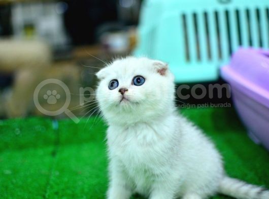 Küt Kafa Si̇lver Scotti̇sh Fold görsel