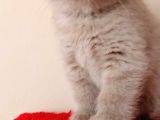 Safkan British Shorthair