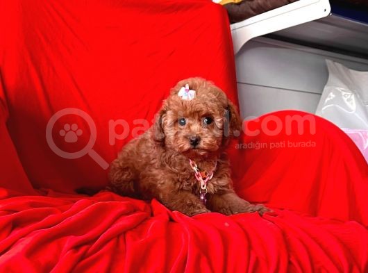 Orji̇nal Toy Poodle 