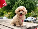Safkan Toy Poodle Yavrular