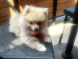 Teddy Face Pomeranian Boo & Erkek 3 Aylık