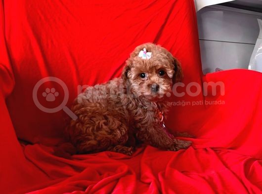 Orji̇nal Toy Poodle  görsel