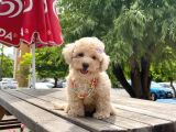 Safkan Toy Poodle Yavrular