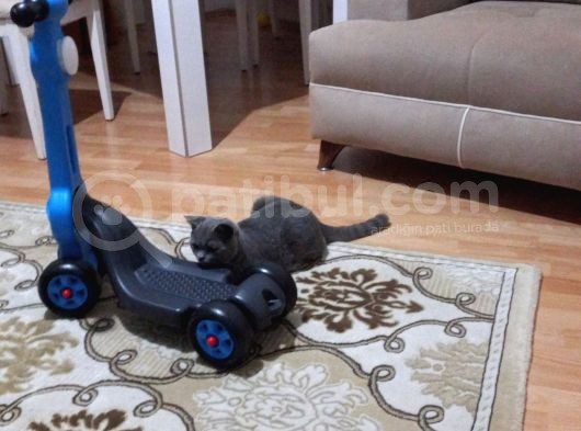 Çok Uysal Sevimli Boncuk görsel
