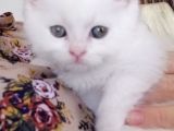 Beyaz Renk Erkek Biritish Sorthair