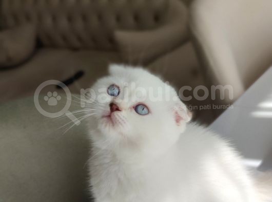 Bi̇rbi̇ri̇nden Guzel Bri̇ti̇sh Ve Scotti̇sh Fold Shorthai̇r görsel