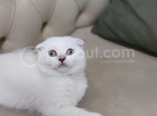 Bi̇rbi̇ri̇nden Guzel Bri̇ti̇sh Ve Scotti̇sh Fold Shorthai̇r görsel
