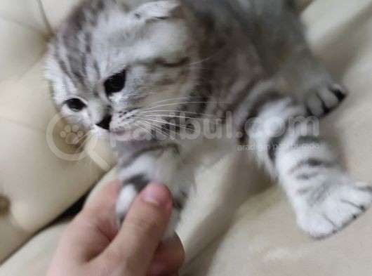 Bi̇rbi̇ri̇nden Guzel Bri̇ti̇sh Ve Scotti̇sh Fold Shorthai̇r