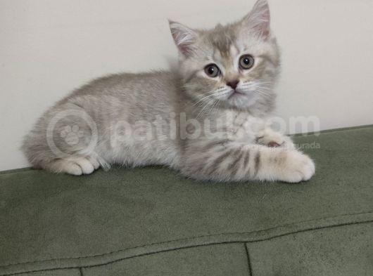 Bi̇rbi̇ri̇nden Guzel Bri̇ti̇sh Ve Scotti̇sh Fold Shorthai̇r görsel