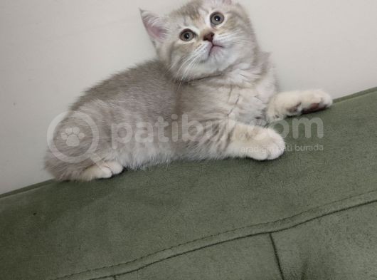 Bi̇rbi̇ri̇nden Guzel Bri̇ti̇sh Ve Scotti̇sh Fold Shorthai̇r görsel
