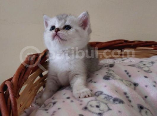 Eşsi̇z Güzelli̇kte Golden Si̇lver Bebekleri̇mi̇z görsel