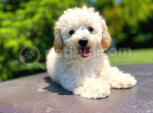 Sevi̇mli̇ Apri̇cot Poodle Kizimiz görsel