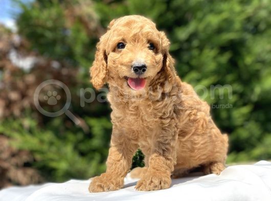 Çeşi̇t Çeşi̇t Toy Poodle Bebekler görsel
