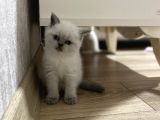 Güzel Bluepoint Kızımızz