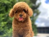 Red Brown Toy Poodle Di̇şi̇ Yavrular