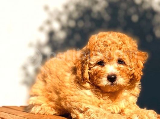 Toy Poodle Erkek Üst Kali̇te görsel