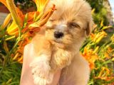 Mi̇cro Teacup Malti̇po Red Di̇şi̇